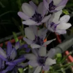 Babiana stricta ‘Médit special