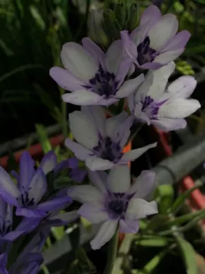Babiana stricta ‘Médit special
