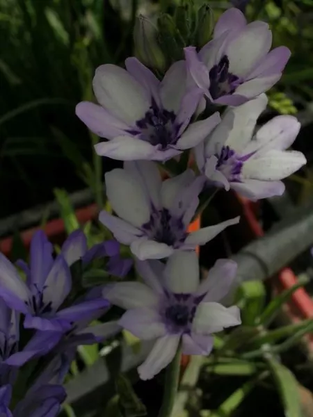 Babiana stricta ‘Médit special