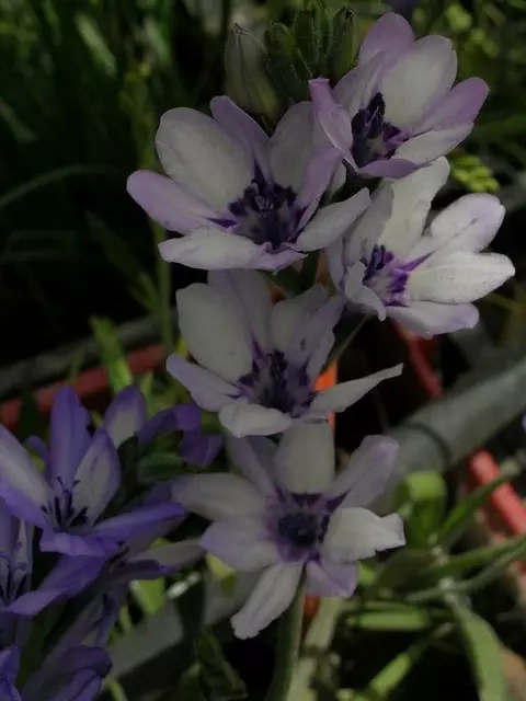 Babiana stricta &lsquo;Médit special