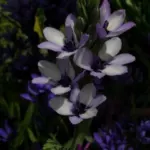 Babiana stricta ‘Médit special — Babiana