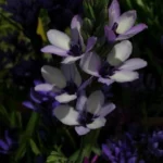 Babiana stricta &lsquo;Médit special — photo 2
