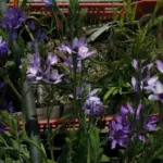 Babiana stricta ‘Médit special — stricta