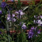 Babiana stricta &lsquo;Médit special — photo 3