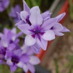 Babiana stricta ‘Médit special — Médit special
