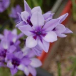 Babiana stricta &lsquo;Médit special — photo 4