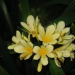 Clivia miniata &lsquo;citrina&rsquo;