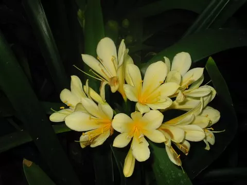 Clivia miniata &lsquo;citrina&rsquo;