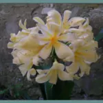 Clivia miniata &lsquo;citrina&rsquo; — clivia