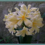 Clivia miniata &lsquo;citrina&rsquo; — photo 2
