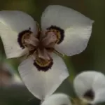 Moraea aristata hybr