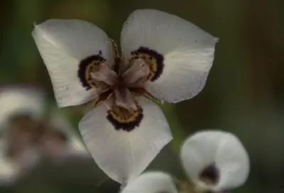 Moraea aristata hybr