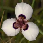 Moraea aristata hybr — photo 2