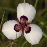 Moraea aristata hybr — photo 2