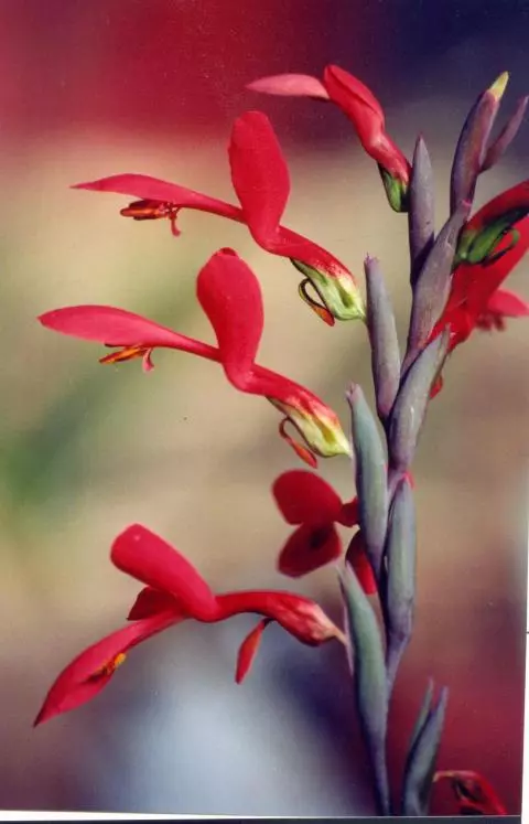 Gladiolus cunonius