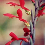 Gladiolus cunonius