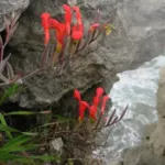 Gladiolus cunonius — Anomalesia