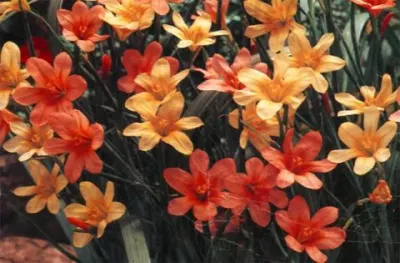 Moraea flaccida aurantiaca