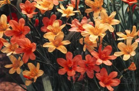 Moraea flaccida aurantiaca