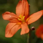 Moraea flaccida aurantiaca — Homeria