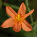 Moraea flaccida aurantiaca — Moraea