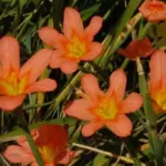 Moraea flaccida aurantiaca — flaccida