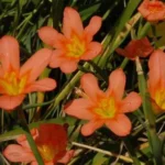 Moraea flaccida aurantiaca — photo 4