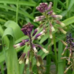 Bellevalia dubia