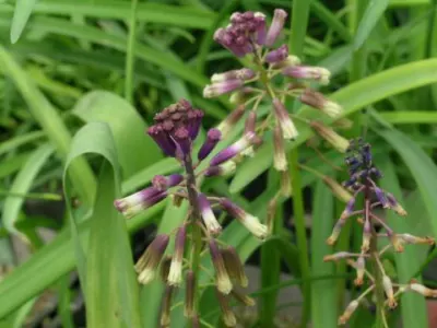 Bellevalia dubia