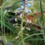 Bellevalia dubia — Bellevalia