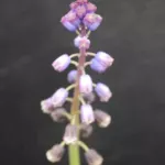 Bellevalia dubia — photo 4