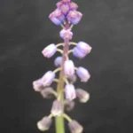 Bellevalia dubia — photo 4