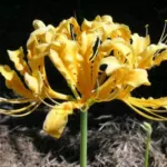 Lycoris chinensis