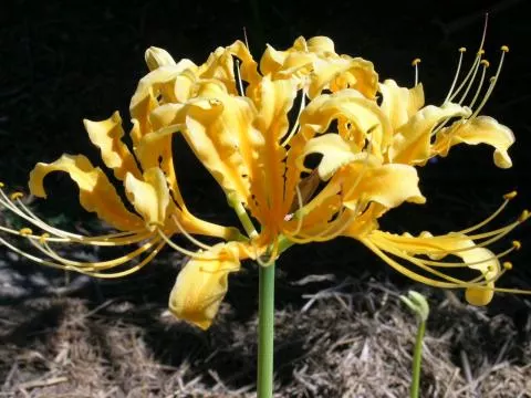 Lycoris chinensis