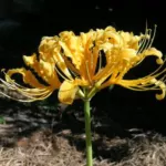 Lycoris chinensis — Lycoris