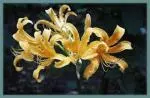 Lycoris chinensis — chinensis