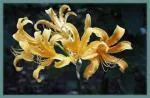 Lycoris chinensis — photo 3