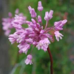 Dichelostemma volubilis