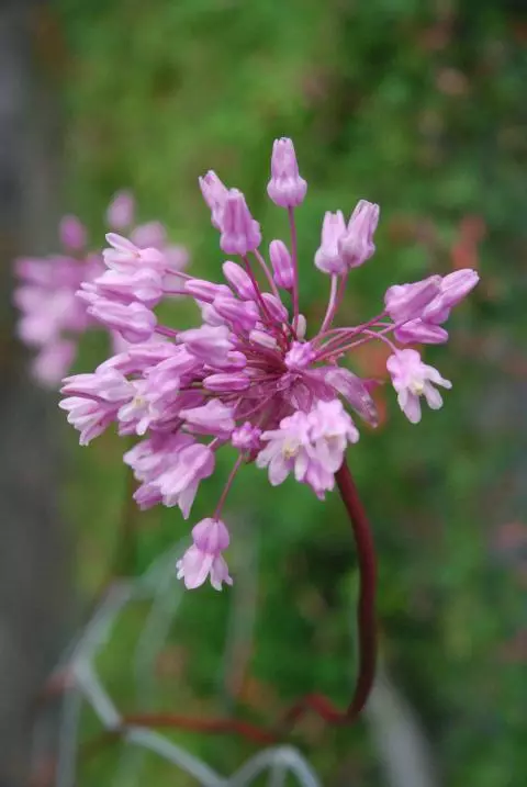 Dichelostemma volubilis