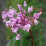 Dichelostemma volubilis