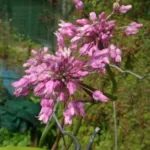 Dichelostemma volubilis — Brodiaea