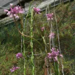 Dichelostemma volubilis — Dichelostemma