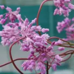 Dichelostemma volubilis — volubilis