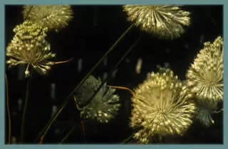 Allium guttatum