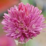Allium heldreichii