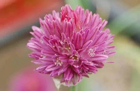 Allium heldreichii