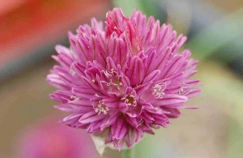 Allium heldreichii