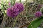Allium heldreichii — Allium