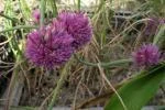 Allium heldreichii — photo 2