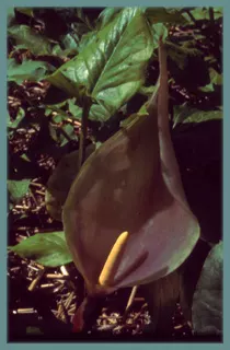 Arum italicum &lsquo;BlackSpotted